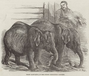 Pygmy Elephants, Surreyn eläintieteellisessä puutarhassa
